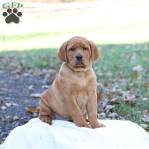 Jupiter, Fox Red Labrador Retriever Puppy